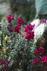 Obraz premium Thin and Tall Red Flowers, Morocco