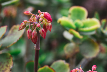 Small Orange Flower, Morocco