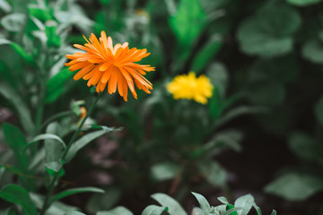 Small Orange Flower, Fez, Morocco