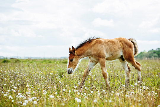The picture shows a small foal,a field,grass,sky.Foal grazing in the meadow.