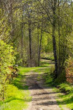Liten skogsv&auml;g genom l&ouml;vskog
