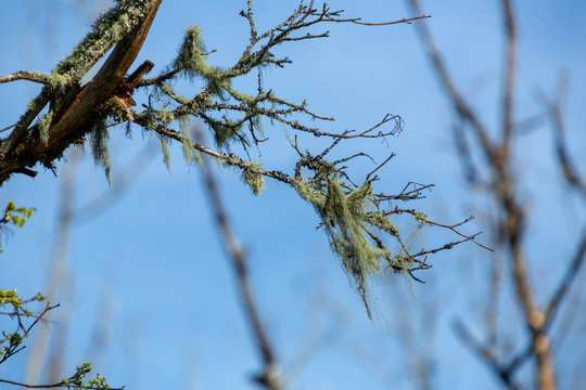 Sk&auml;gglav p&aring; grenar under bl&aring; himmel