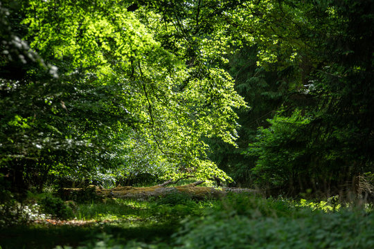 Solstr&aring;lar lyser in i t&auml;t skog