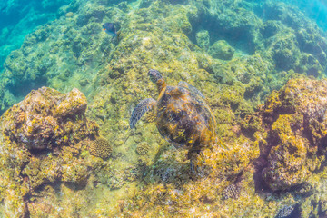 Sea Turtle swimming over the reef