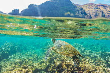 Turtle swimming near the cliffs