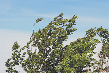bending trees under the gust of wind