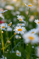 field of daisy flowers
