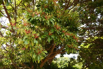 Nuts of Machilus thunbergii(Persea thunbergii)