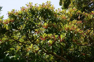 Nuts of Machilus thunbergii(Persea thunbergii)