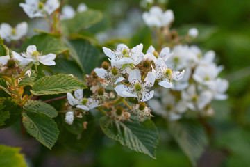 blackberry bush with flowers