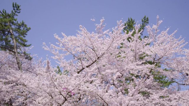 弘前公園の桜 hirosaki park cherry blossoms