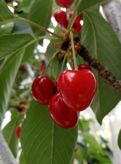 cherries on branch