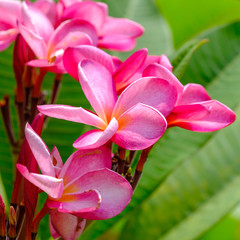 Red flowers of blooming Plumeria (Lan Thom) tree, symbol of Thailand.