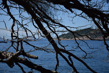 entre as árvores