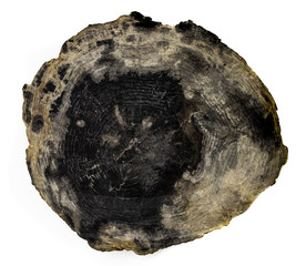 Piece of petrified wood on a white background