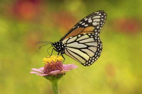 butterfly on a zinnia in the garden 