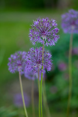 growing alium flowers