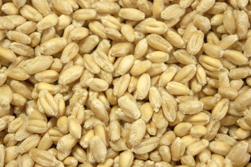 Background of winter wheat kernels.Lots of grain.