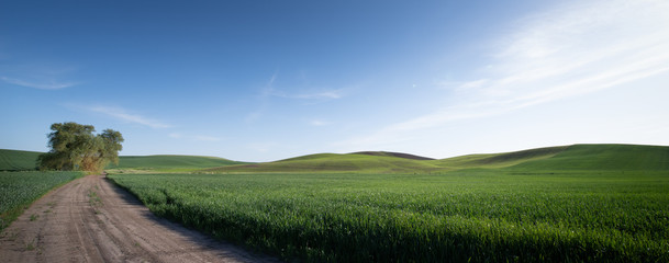 Rural gravel road with green field in the Palouse 