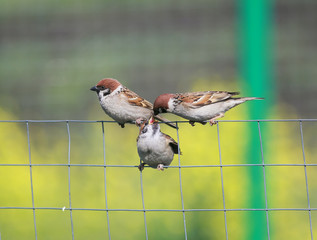 a bird a Sparrow feeds its Chicks little funny sitting on the mesh fence in the garden