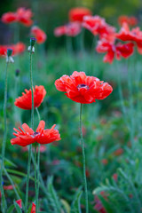 poppy flowers blooming