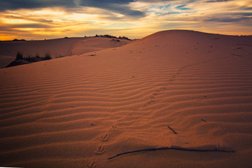 Fototapeta na wymiar Scaled Quail Tracks on sand dunes