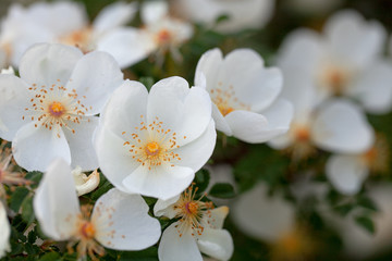 beautiful white rose bush blooming