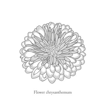Monochrome chrysanthemum flower painted by hand. Element for design and creativity.