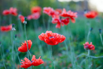 poppy flowers blooming