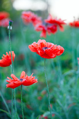 poppy flowers blooming
