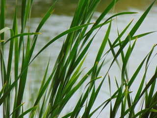 Naklejka premium Green reeds on water