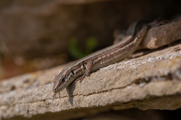 Mauereidechse