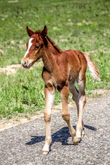 Foal horse on the road