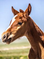 Foal horse head