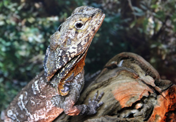 Frilled-necked lizard or Frilled dragon (Chlamydosaurus kingii)