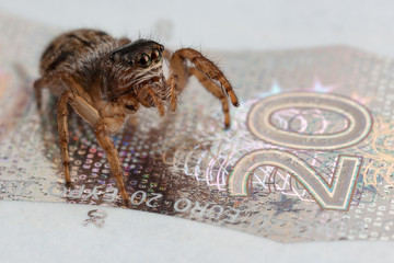 Jumping spider on twenty euros banknote