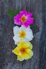 pink, white and yellow roses on wooden surface