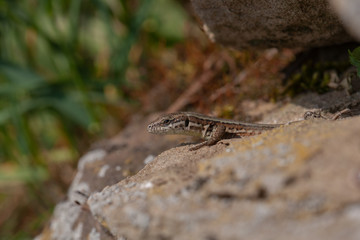 Mauereidechse