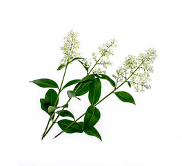 White flowers of ligustrum plant on white background