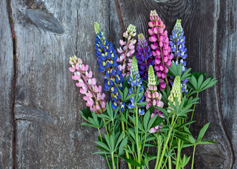 variety of lupin flowers on wooden surface