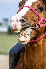 Head of a horse against the sky