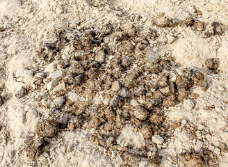 Horse manure on white sand at the racetrack