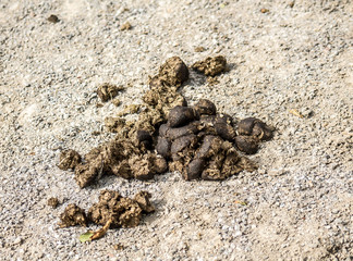 Horse manure on white sand at the racetrack