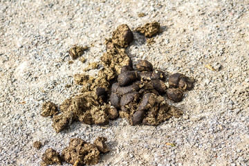 Horse manure on white sand at the racetrack