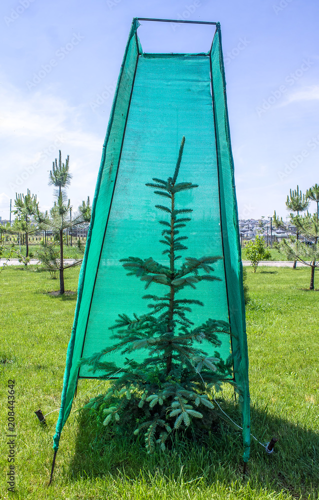 Wall mural coniferous tree in the park in summer