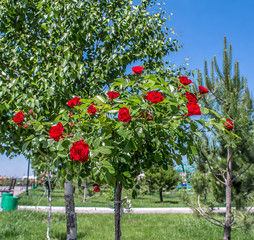 Rose bushes in the Park