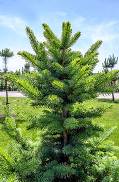 Coniferous tree in the park in summer