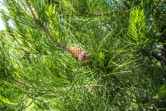 Conifer in the Park in the summer