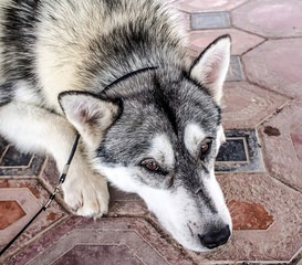 Siberian dog in the city