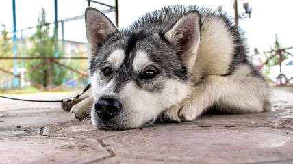 Obraz premium Siberian dog in the city